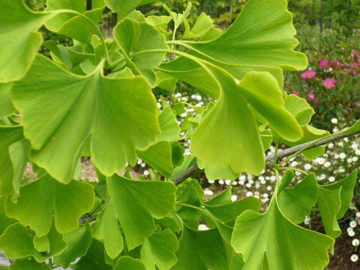 Twin Ginkgo Villa Живерни Екстериор снимка