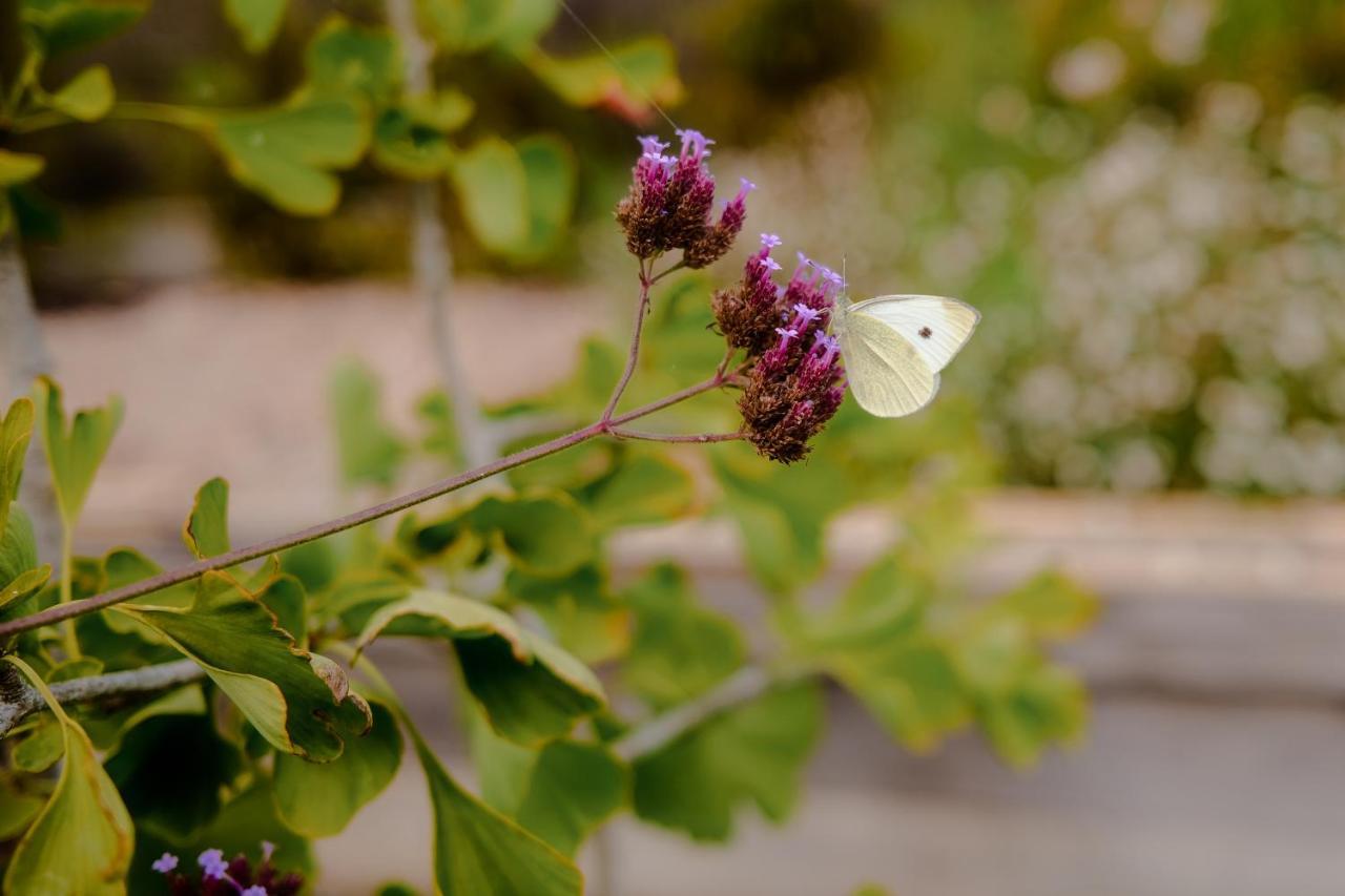 Twin Ginkgo Villa Живерни Екстериор снимка